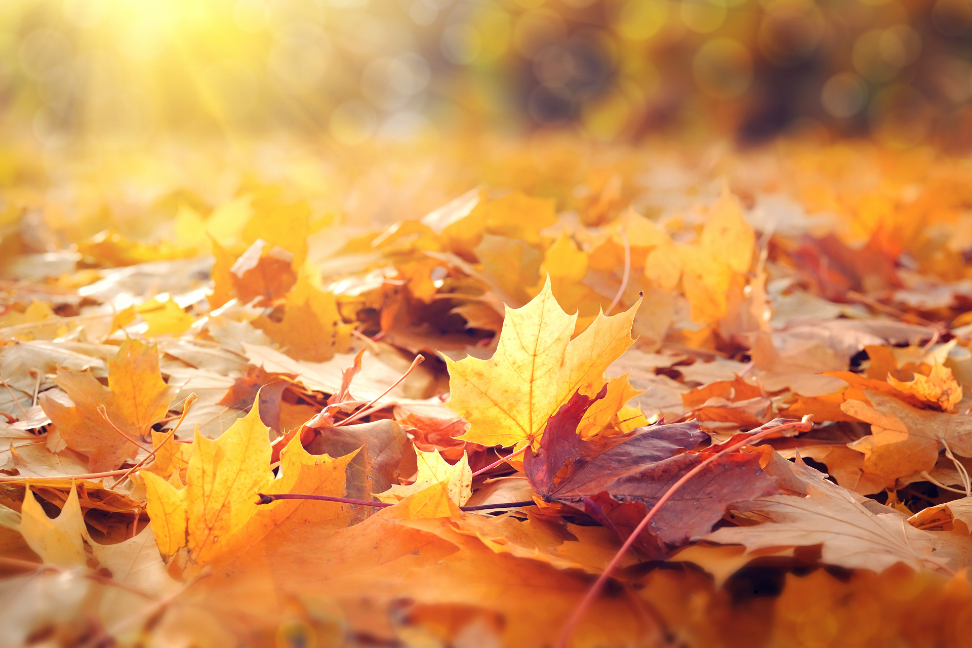 Ősz, ahogy szeretjük