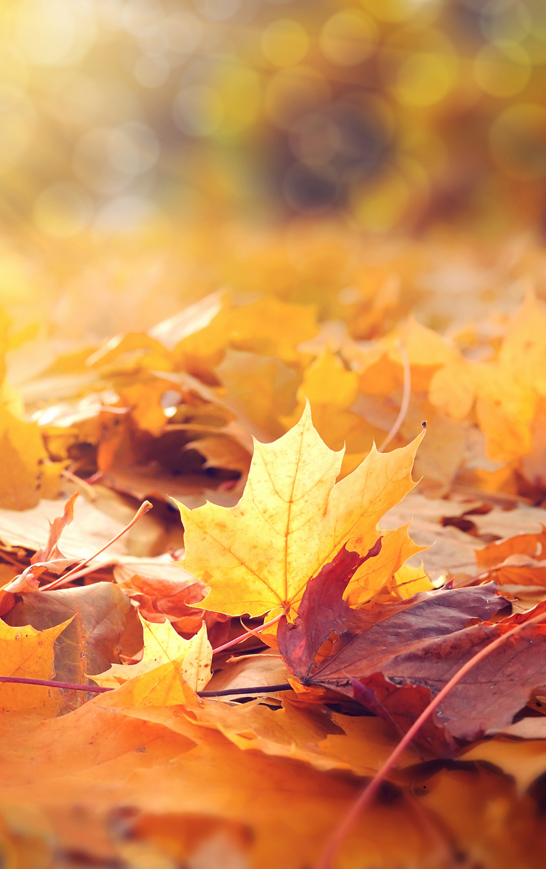 Ősz, ahogy szeretjük